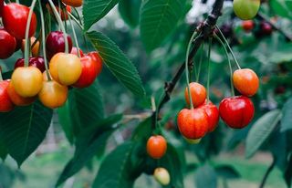 樱桃、食品和饮料、自然、水果、叶子、红色、食品、成熟