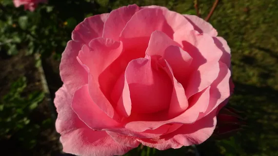 玫瑰,粉红,粉红玫瑰,玫瑰花,玫瑰花,花,花,花园 玫瑰,粉红,粉红玫瑰,玫瑰花,玫瑰花,花,花,花园