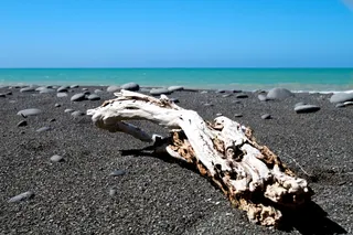 海岸线上的漂流木