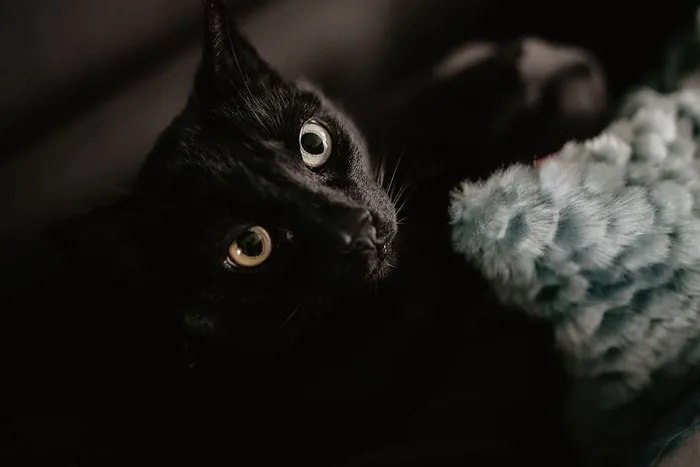 黑猫