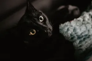 黑猫