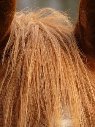 马头，动物，毛皮，小马，马，动物，毛皮，一只动物，没有人