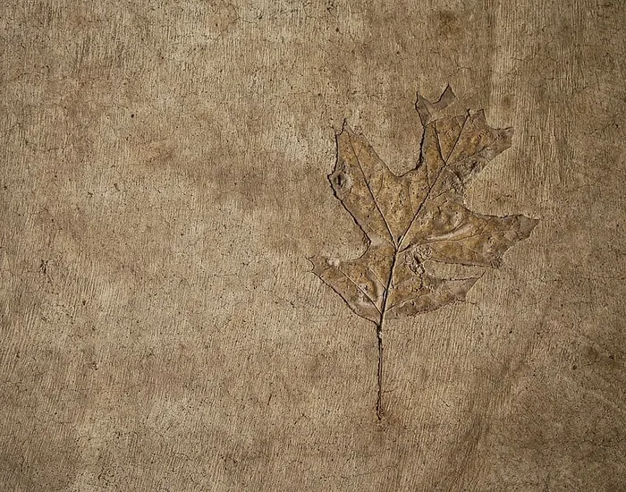 棕色叶子插图，叶子，植物，土壤，质地，地毯，化石，混凝土