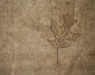 棕色叶子插图，叶子，植物，土壤，质地，地毯，化石，混凝土