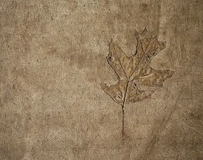 棕色叶子插图,叶子,植物,土壤,质地,地毯,化石,混凝土 棕色叶子插图,叶子,植物,土壤,质地,地毯,化石,混凝土
