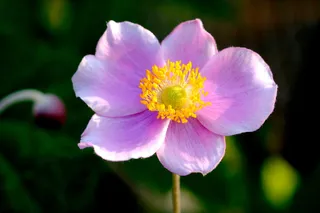 银莲花，开花，开花，花，hahnenfußgewächs，园林植物，粉色，白色