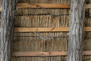 棕色树卡车，稻草，小屋，Ethno，蛛网，蜘蛛，蜘蛛网，蜘蛛网，酒吧