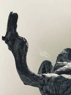 树,黑白,自然,和,黑白照片,保加利亚自然,剪影,晴朗的天空 树,黑白,自然,和,黑白照片,保加利亚自然,剪影,晴朗的天空