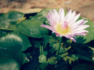 莲花，植物，植物，绿色，戈罗，花园，水草，美丽