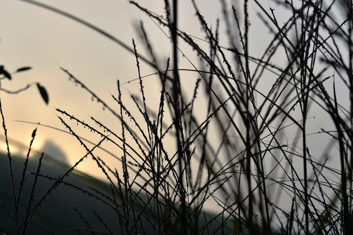 雾，心情，草，自然，风景，日出，无色，秋天