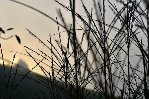雾,心情,草,自然,风景,日出,无色,秋天 雾,心情,草,自然,风景,日出,无色,秋天