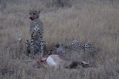 猎豹，猎杀，兄弟，捕食者，非洲，动物，野生动物，野生动物