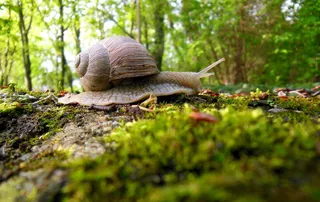 蜗牛，森林，软体动物，生物学，爬行，无脊椎动物，软体动物，野生动物