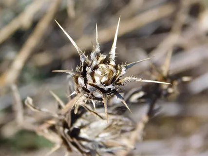 植物，老，死，仙人掌，仙人掌，花，死，仙人掌，花，荒地