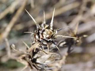 植物，老，死，仙人掌，仙人掌，花，死，仙人掌，花，荒地