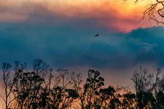 云，飞，鸟，剪影，树，日落，自然，动物