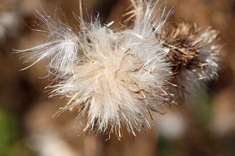 蓟种子，开花种子，wegdistel，自然，森林边缘，特写，植物，特写