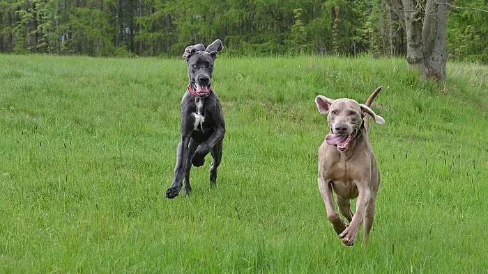 走狗，威马拉纳犬，大丹犬，狗，狗，哺乳动物，家畜，家畜