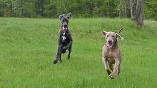 走狗，威马拉纳犬，大丹犬，狗，狗，哺乳动物，家畜，家畜