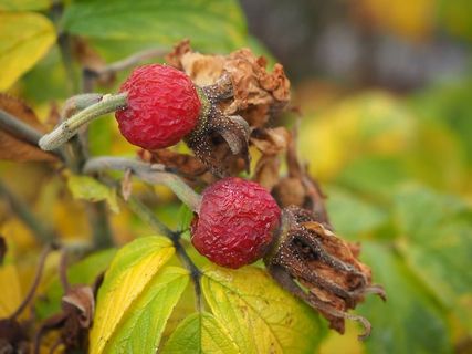 玫瑰果，马铃薯玫瑰，枯萎，秋天，灌木，老，丁字裤，特写