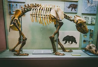 表现，动物表现，博物馆，室内，动物，骨头，无人，动物主题