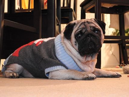 圣诞狗，哈巴狗，狗狗，可爱，宠物，拖把，宠物，家养