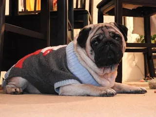 圣诞狗，哈巴狗，狗狗，可爱，宠物，拖把，宠物，家养