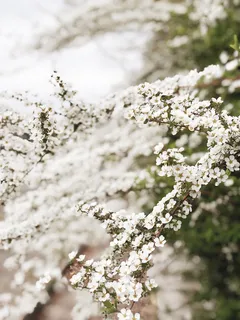 植物，花，花，樱花，海葵，花瓣，节日，人群