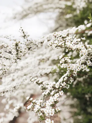 植物，花，花，樱花，海葵，花瓣，节日，人群