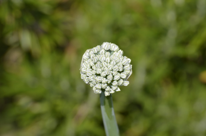 洋葱花，花蕾，花园，春天，洋葱，开花，开花，花