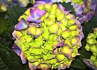 植物，绣球花，观赏植物，绣球花，开花，黄色，蓝色，有趣的配色方案