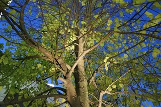 芬兰，坦佩雷，秋天，秋天，树，对比，黑暗，夜晚