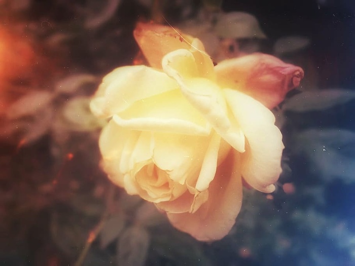 特写，照片，黄色，玫瑰色，花朵，特写，白色，自然