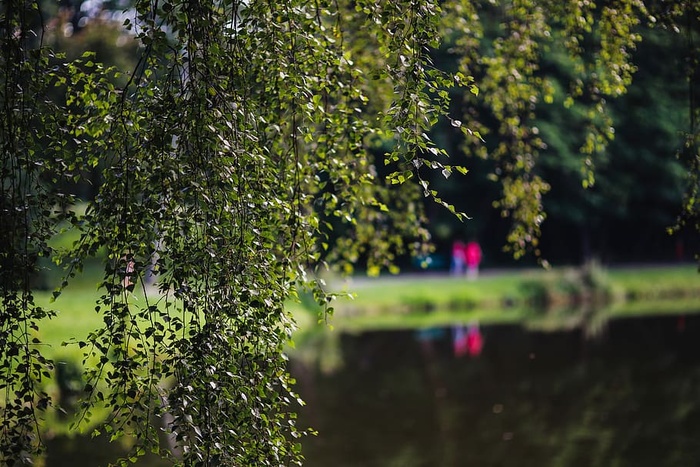 公园里阳光明媚的一天