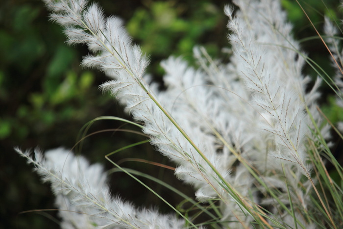 自然、植物、草、绒毛、季节、植物、生长、特写