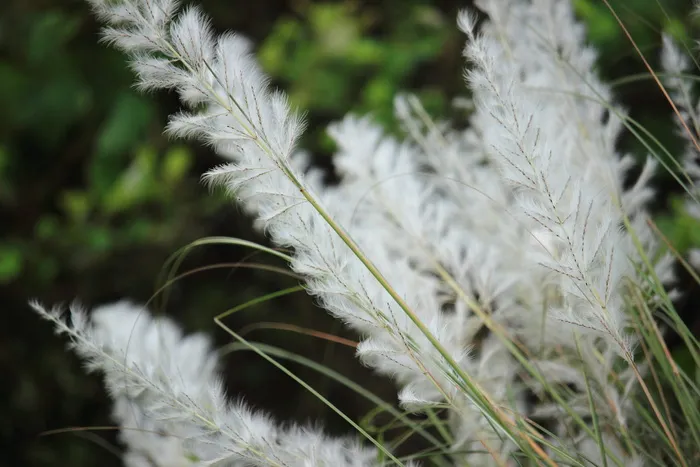 自然、植物、草、绒毛、季节、植物、生长、特写
