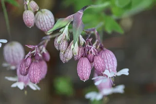 葡萄甲状腺肿大坎皮恩，普通莱姆克劳，充气莱姆克劳，八卦康乃馨，吹坎皮恩，Knirkohl，草原植物