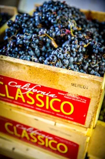 葡萄，葡萄酒，酿酒，梅洛，葡萄园，葡萄，酿酒厂，收获