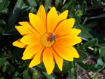 花,花,黄,飞,近,自然,花,花瓣 花,花,黄,飞,近,自然,花,花瓣
