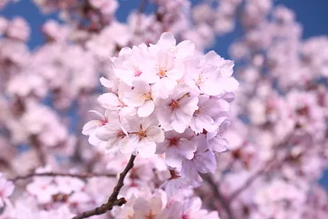 樱花,樱花树,春天,春天的花朵,四月,樱花,韩国,樱花 樱花,樱花树,春天,春天的花朵,四月,樱花,韩国,樱花