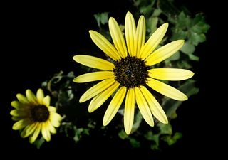 雏菊，海角草，花园，自然，花，开花植物，黄色，花瓣