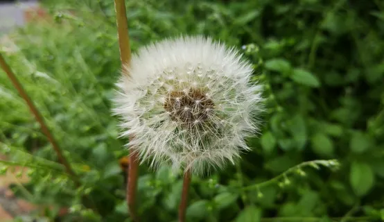 鲜花, 蒲公英, 种子, 自然, 霍尔先生, 池, 摘要, 蒲公英花