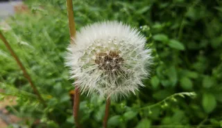 鲜花, 蒲公英, 种子, 自然, 霍尔先生, 池, 摘要, 蒲公英花