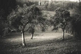 果园，苹果树，苹果，牧场，草地，阳光，乡村，黑白