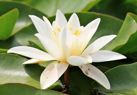 白瓣花,黄花,水生植物,开花,开花,池塘,自然,花 白瓣花,黄花,水生植物,开花,开花,池塘,自然,花