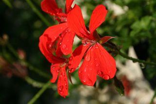 吊天竺葵, 天竺葵, 吊, 天竺葵, 天竺葵, 吊天竺葵, 夏季开花, 花园和阳台植物, 性质