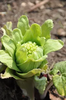 春季,食用,野生,植物,福基诺,食用野生植物,蔬菜,绿色 春季,食用,野生,植物,福基诺,食用野生植物,蔬菜,绿色