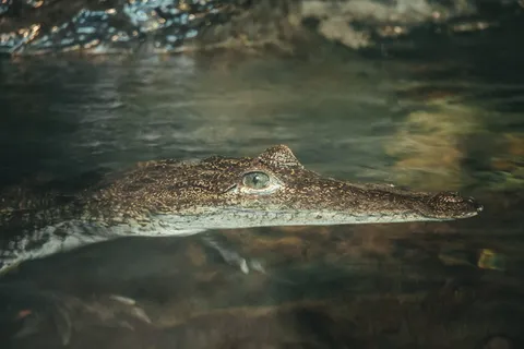 棕色短吻鳄 棕色短吻鳄