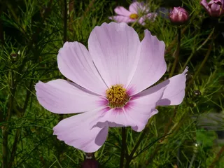 cosmea，花，开花，开花，浅粉色，浅紫色，helllila，紫色