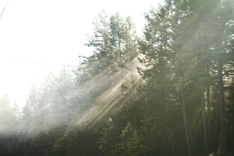 美国，湖边，森林，光，阳光，树枝，西北，树